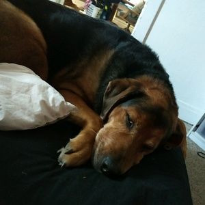 Meet your Posher, Heidi